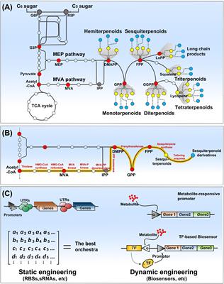 Microbial Platform for Terpenoid Production: Escherichia coli and Yeast